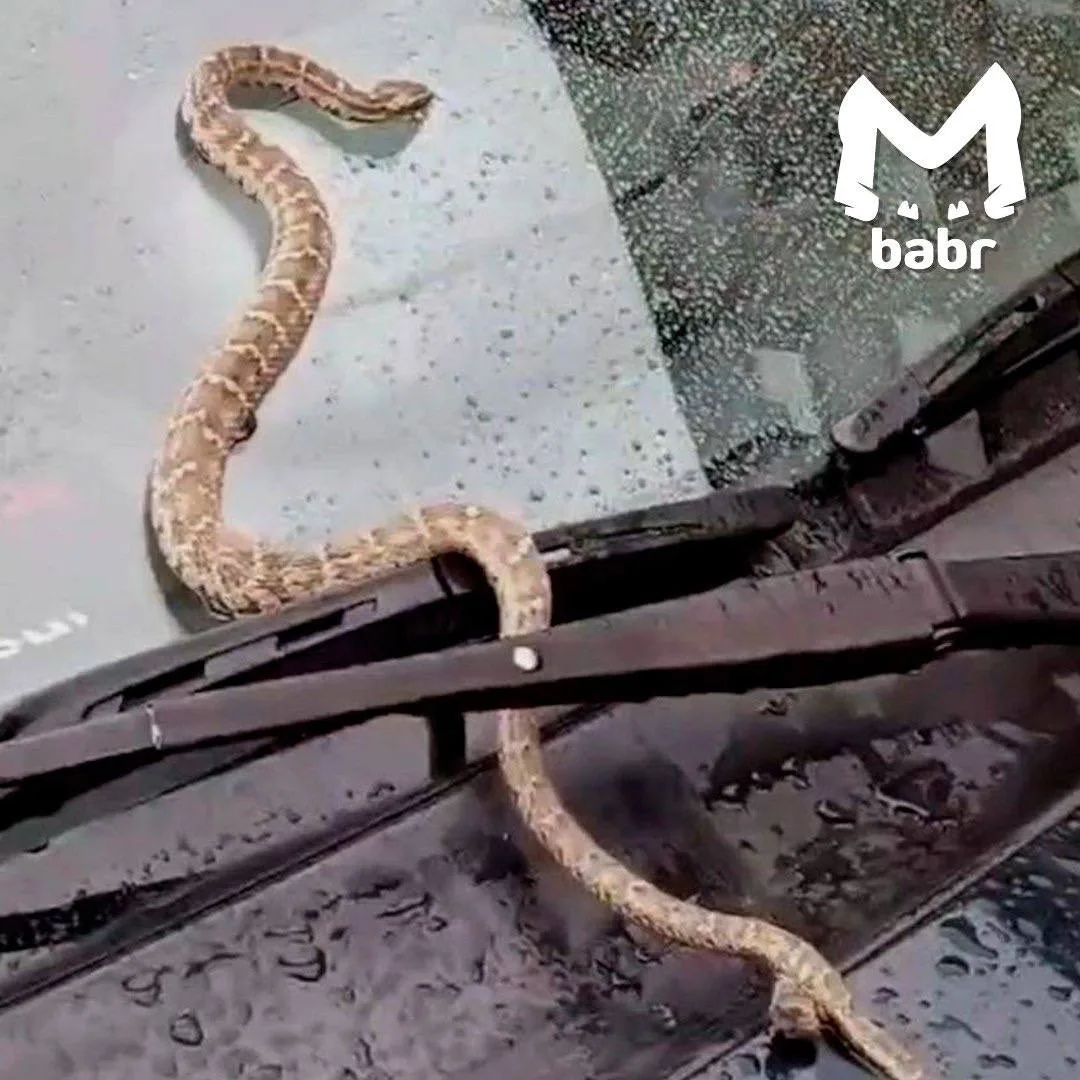 🐍 Полицейские поймали щитомордника, приняв его за полоза
