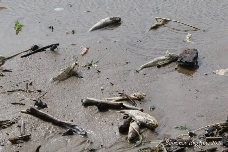 🐟 В Минприроды Ульяновской области объяснили массовую гибель рыбы на пляже в Заволжско...