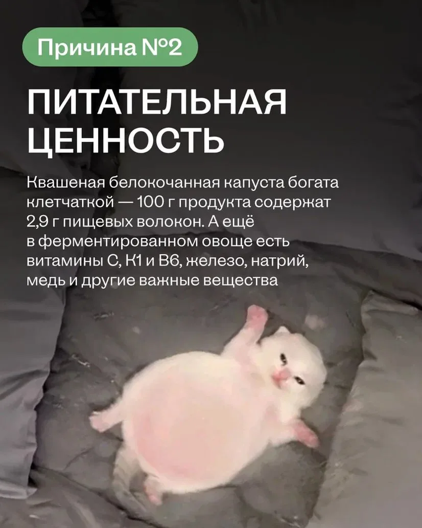Квашеная капуста — это вау ✨  Не дайте котикам и собачкам с картинок себя обмануть: их кормить капус