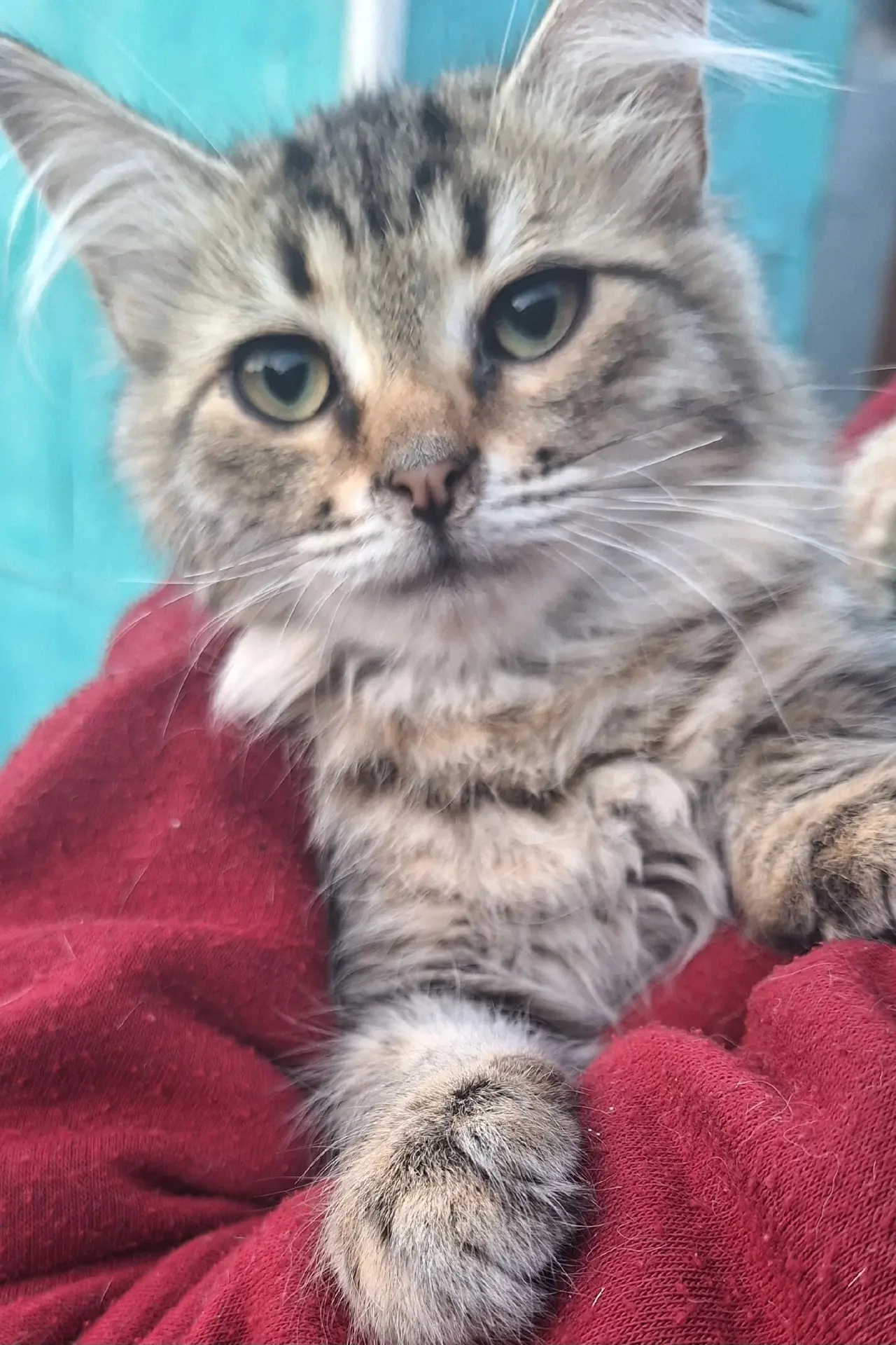 🐾 ИЩЕМ ДОМ ДЛЯ ТРЁХ КОТЯТ!