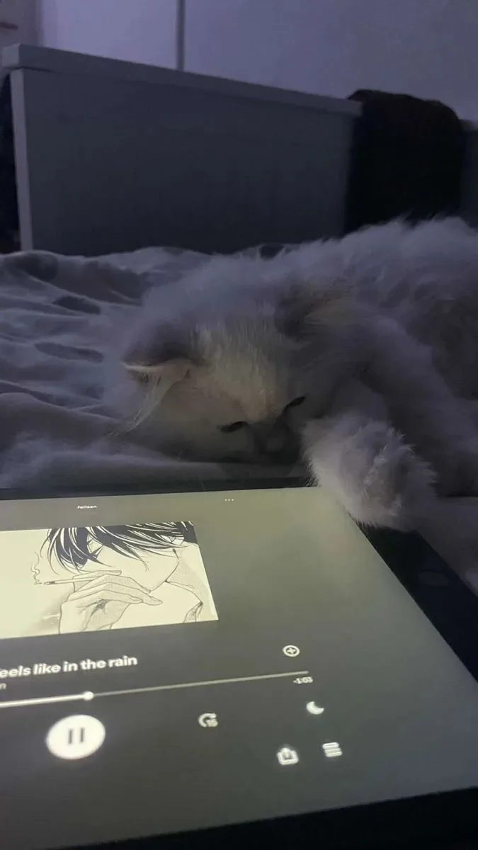 🐱 Уютные котики