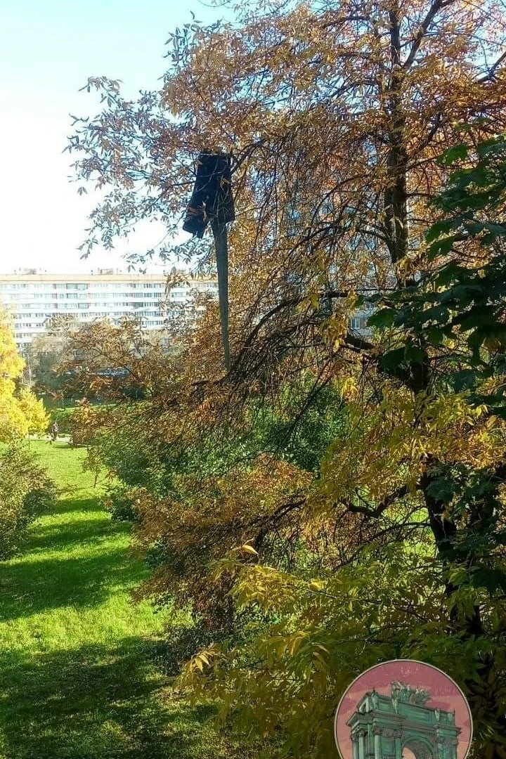 Пять лет ожидания — и дерево наконец освободили 🌳