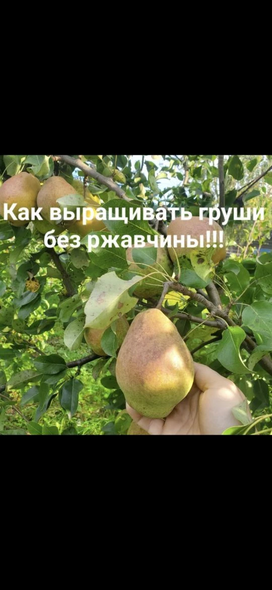 Друзья,как Вам удается бороться со ржавчиной на грушах?А знаете ли Вы что хозяин этого ...