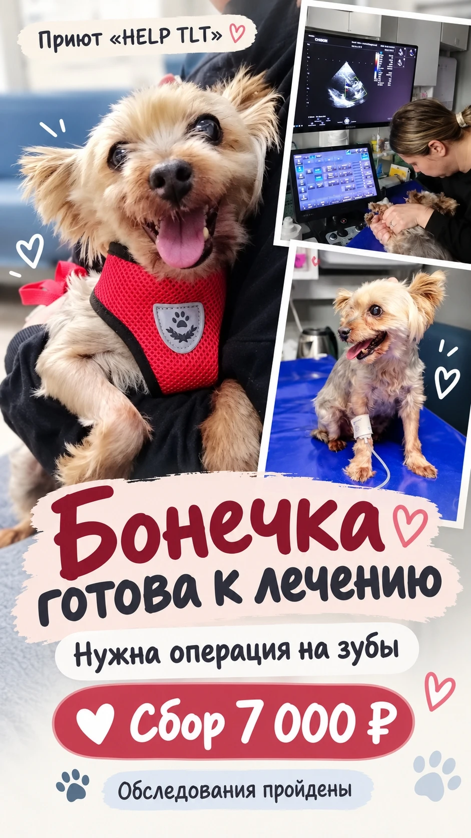 🐶 Друзья, у нас хорошие новости по Бонечке из приюта «HELP TLT». https://vk.ru/wall-21...