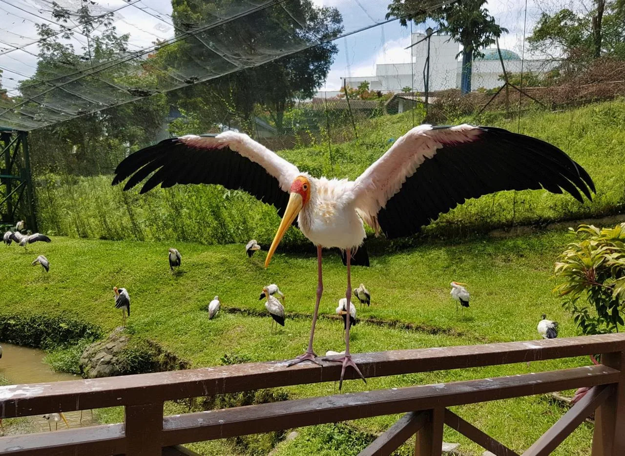 Парк Птиц в Куала-Лумпуре, Малайзия 🇲🇾  🔹 Парк Птиц в Куала-Лумпуре - крупнейший в мире открытый ави