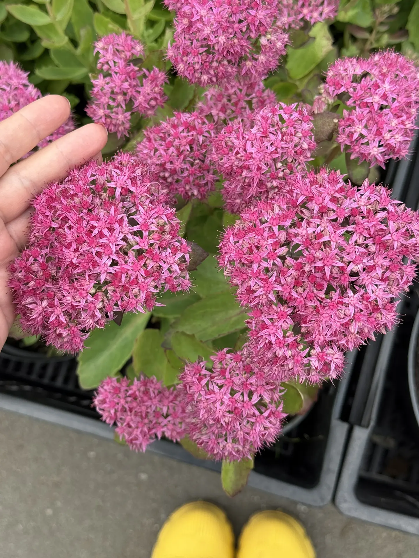 Друзья,очиток видный цветет до снега даже в Архангельске🌸💪🏻на видео 5 ноября прошлог...