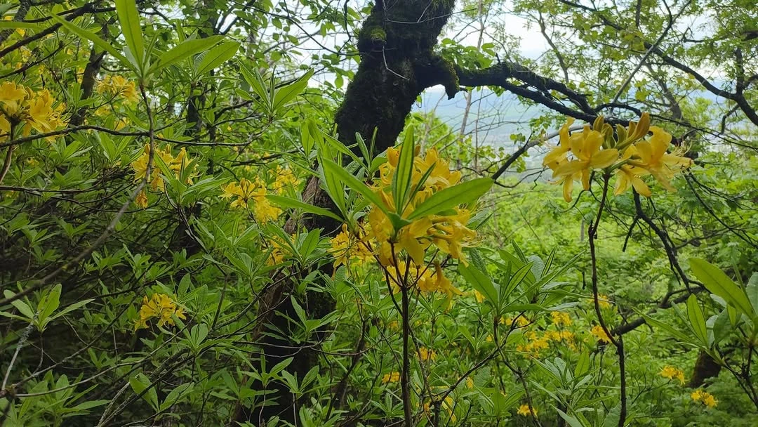 Публикация фотографа Елены Брежицкой:  🌼На Бештау зацвела азалия понтийская, или жёлтый рододендрон 