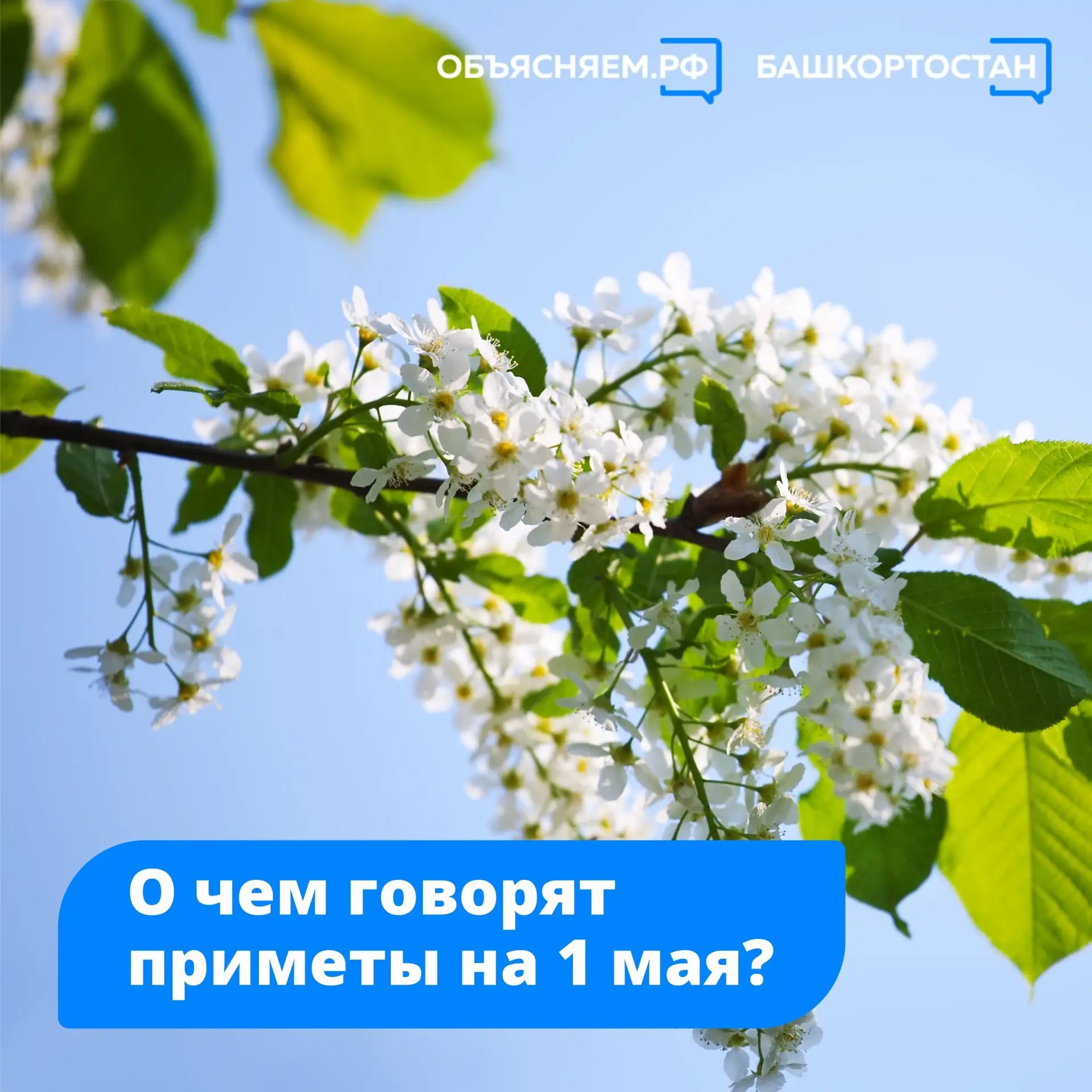 Говорят, какая погода сегодня — такой она и будет в конце месяца. Если кукушка села на ...