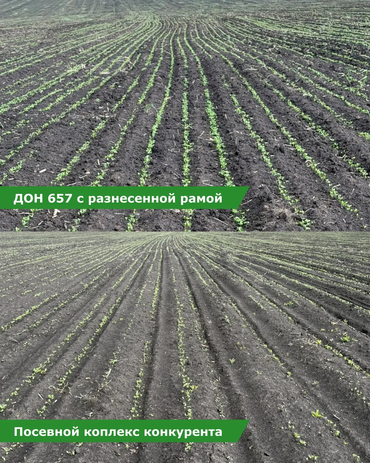 Один срок посева льна 🌱
Одно поле 🌾
Одинаковые условия ⚖️
И такой разный результат 📊

Сверху на к