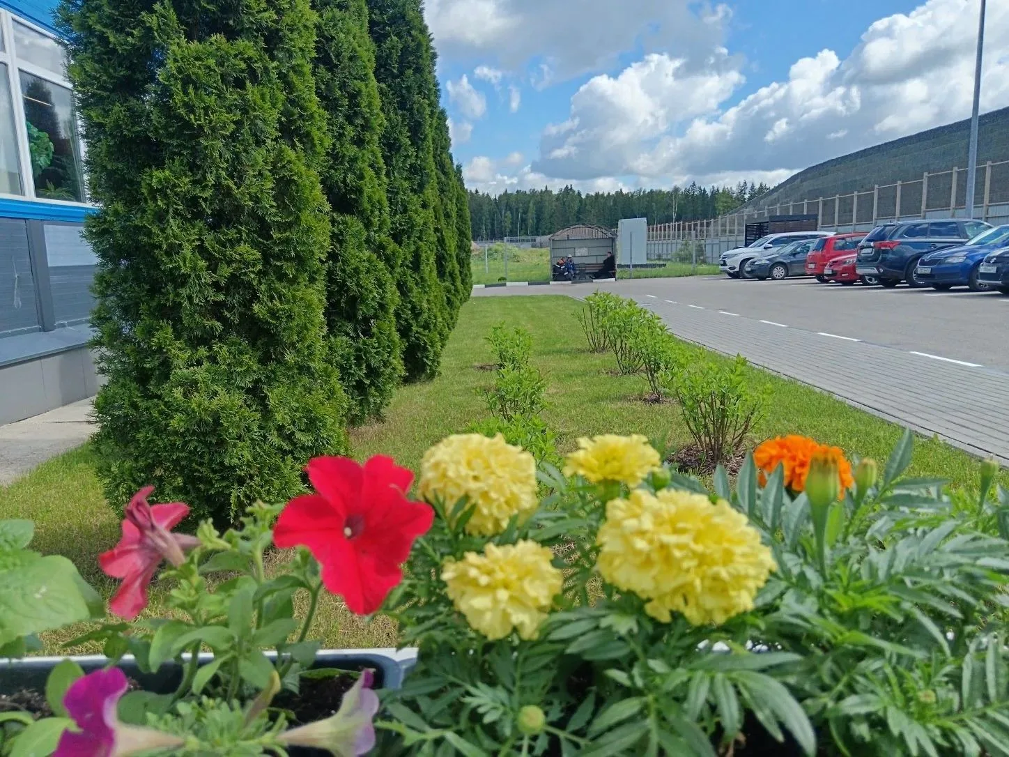 Нева в цвету