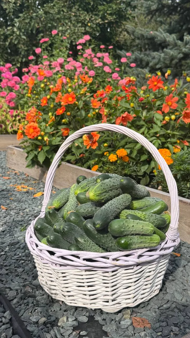 В сентябре добрались до огурцов🤪 поделитесь рецептом, хочется чего-то нового, чтобы ос...