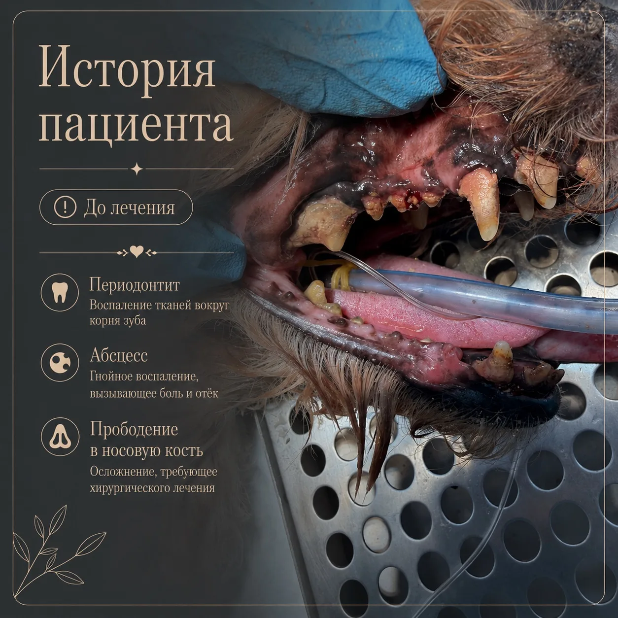 Зубной камень у питомца — это не просто “некрасиво” 🦷