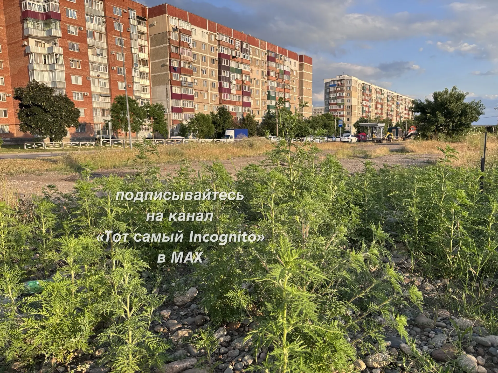 ГТРК «Адыгея» сообщила, что республика присоединилась к неделе профилактики аллергии, о...