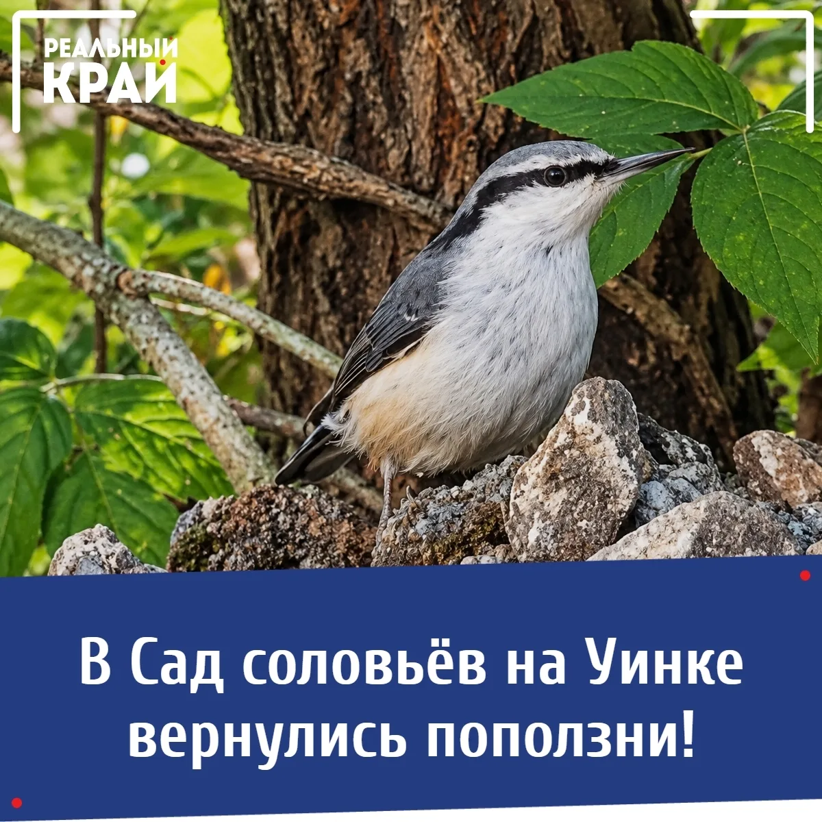 🐦 В Сад соловьёв на Уинке вернулись поползни!