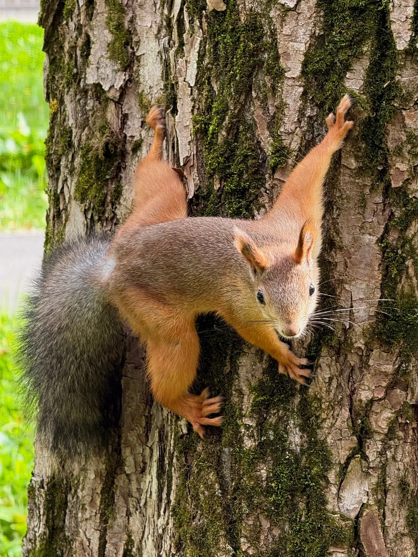 Доброе утро 🐿️☕