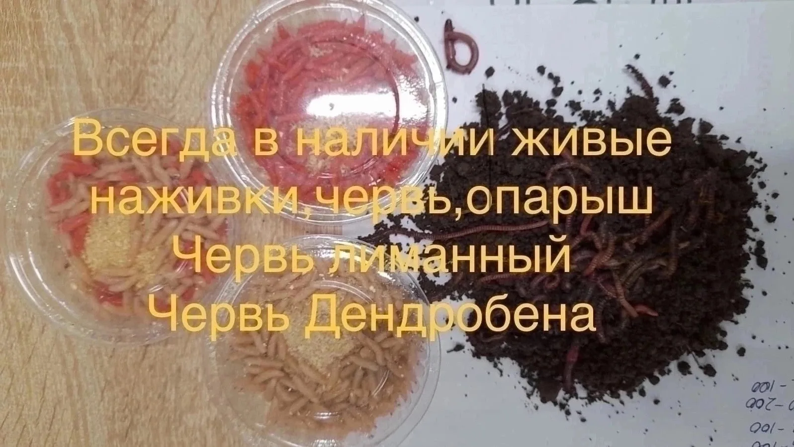 🧨Поступил в продажу свежий Червь нереис 💥