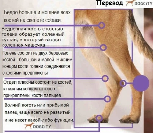 Уникальные собачьи лапы 
 
Лапы собаки уникальны в прямом смысле этого слова. Упругие и пружинистые 