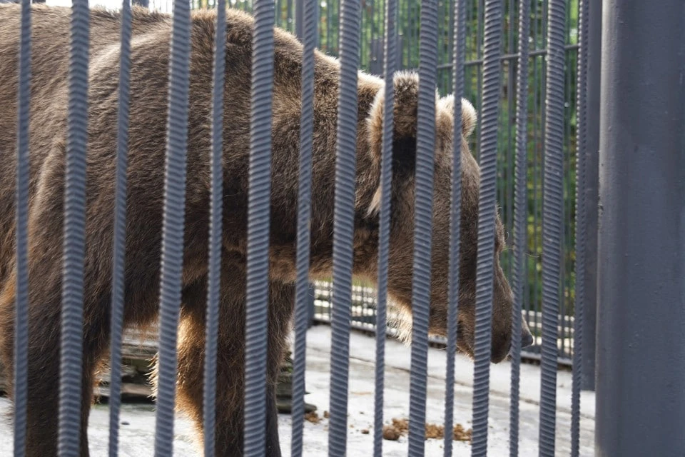 🐻 В Шушенском округе полицейский застрелил агрессивного медведя, который пытался прони...