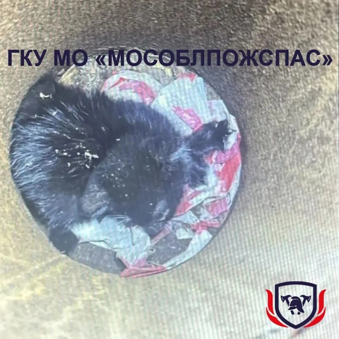 Котёнок два дня просидел взаперти в трубе фонарного столба в Подмосковье — выбраться са...