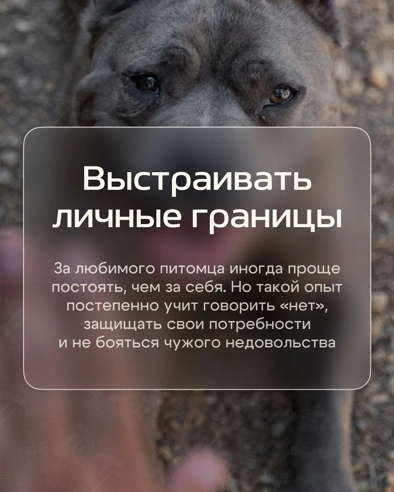Девять вещей, которым собака учит лучше психологических книжек — психотерапевт Екатерин...