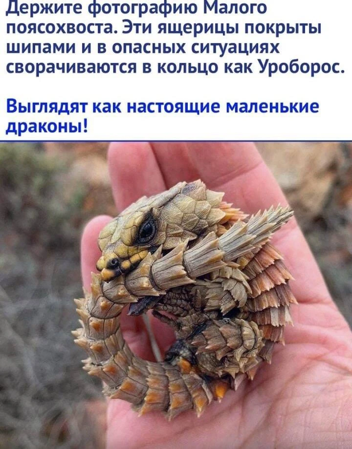 Подписывайтесь на Саваничи