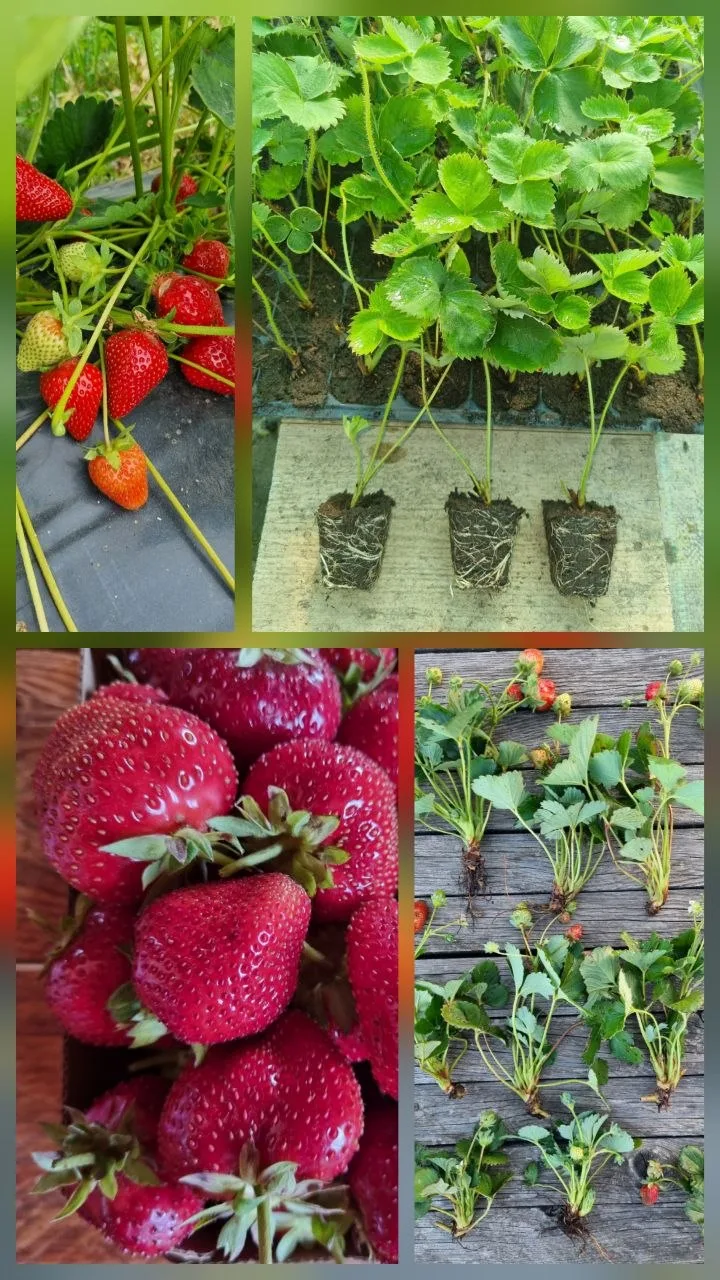 🍓 КЛУБНИКА! Саженцы ОТБОРНЫХ сортов! 🍓