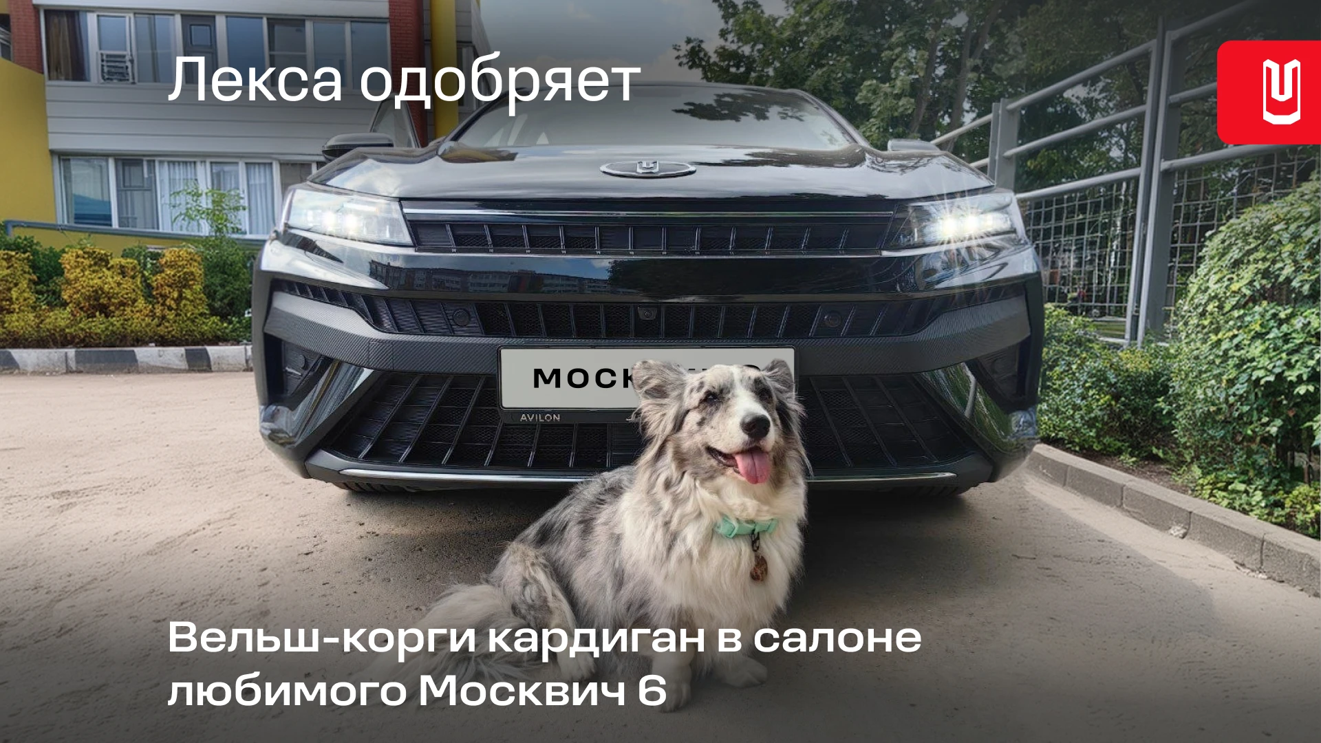Похоже, Москвич 6 обзавёлся пушистым поклонником 🐶