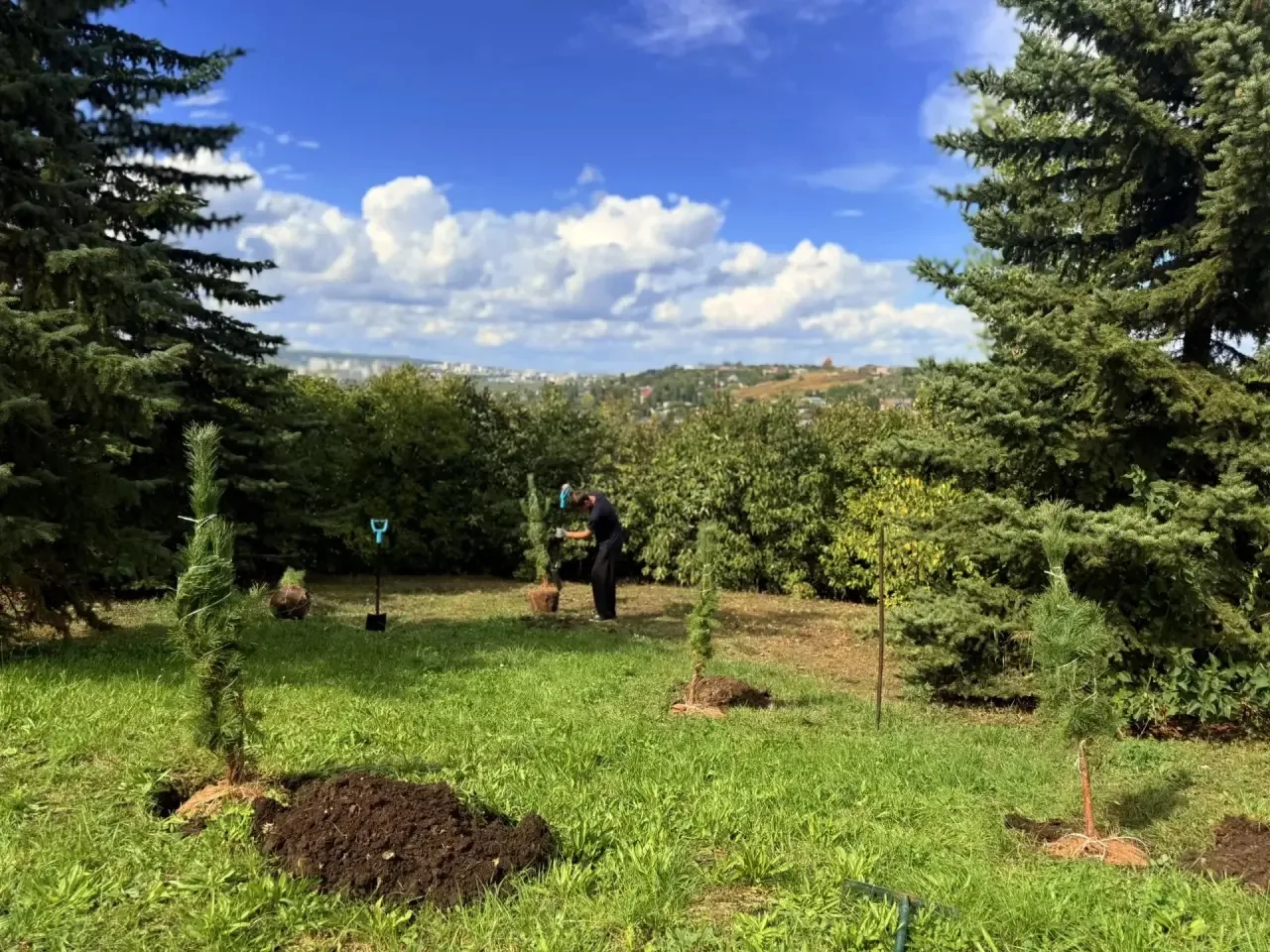 🌲Парк Победы пополняется хвойными породами