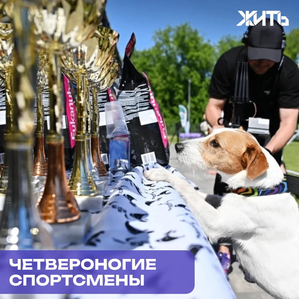 В Москве стартовал большой чемпионат для собак и их хозяев

В Москве стартовал масштабный цикл мероп