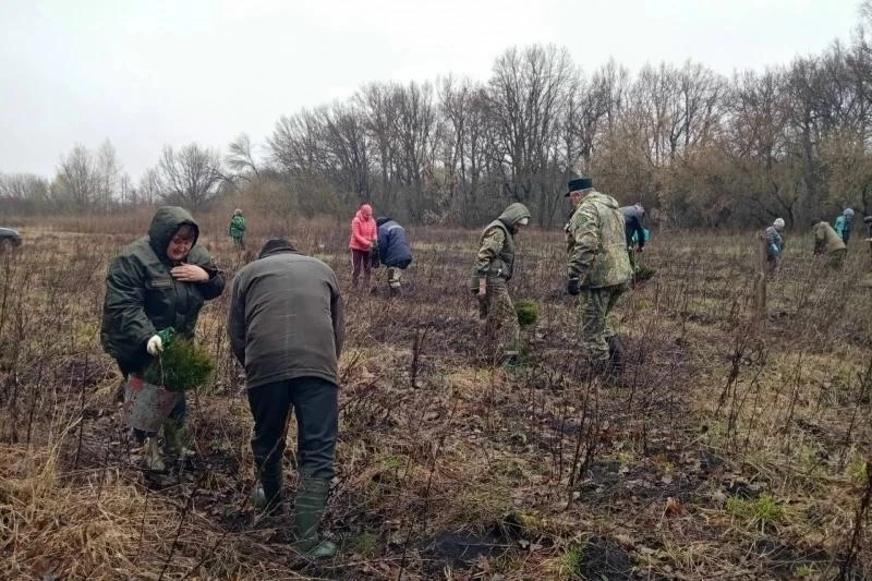 В Липецкой области снова сажают «Сад памяти» — уже седьмой год подряд. И масштабы там, мягко говоря,