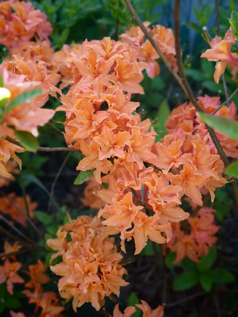 А дача встретила красотой)