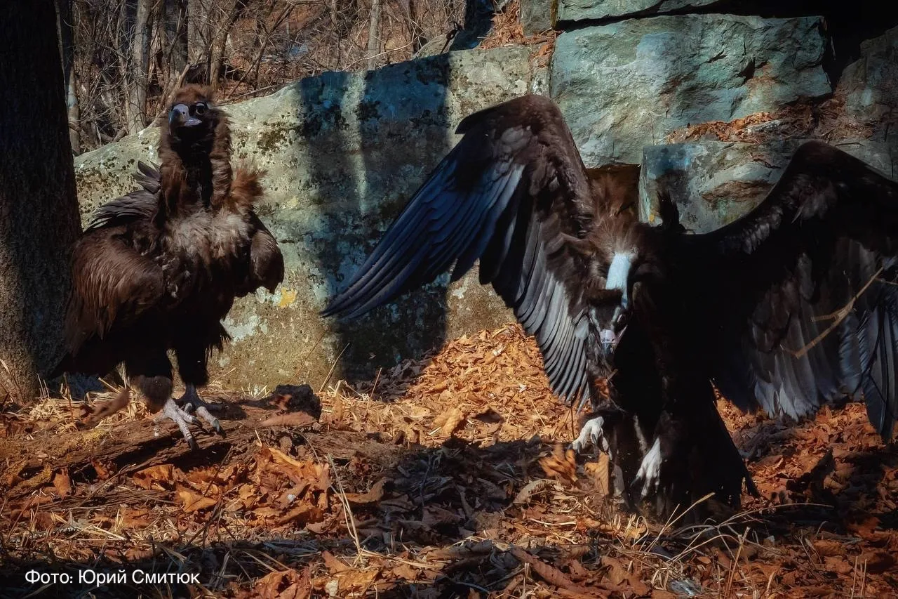 Пакуем чемоданы, ребята, отпуск закончился! 🦅  Лето, солнце, жара — сказка, но не для чёрных грифов.