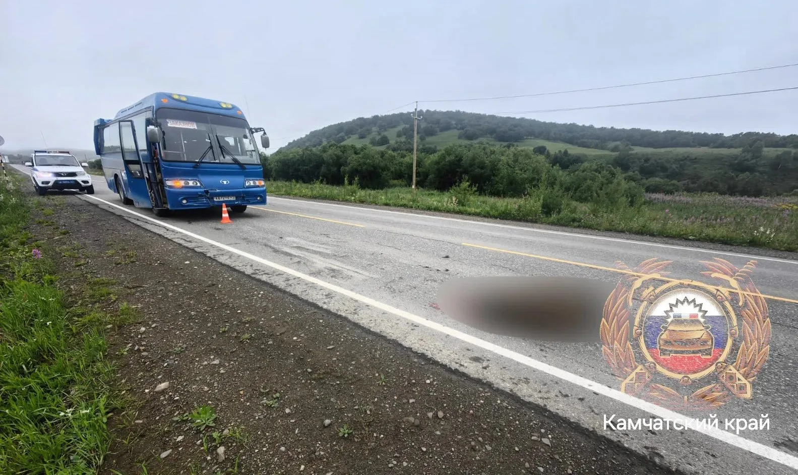 На Камчатке автобус насмерть сбил медведя на трассе Петропавловск — Мильково