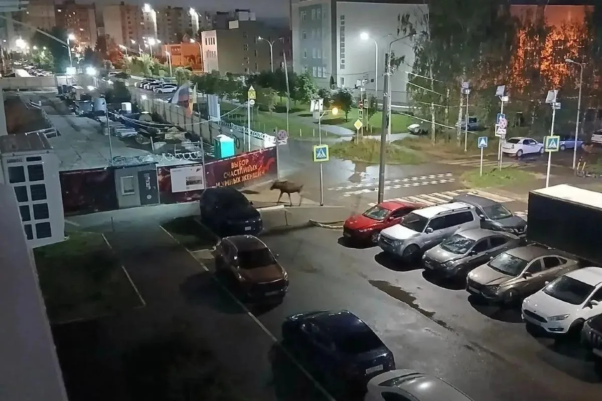 В ДПР 7 второй день гуляет лось, уже замечен у школы №75, в 112 звонили.