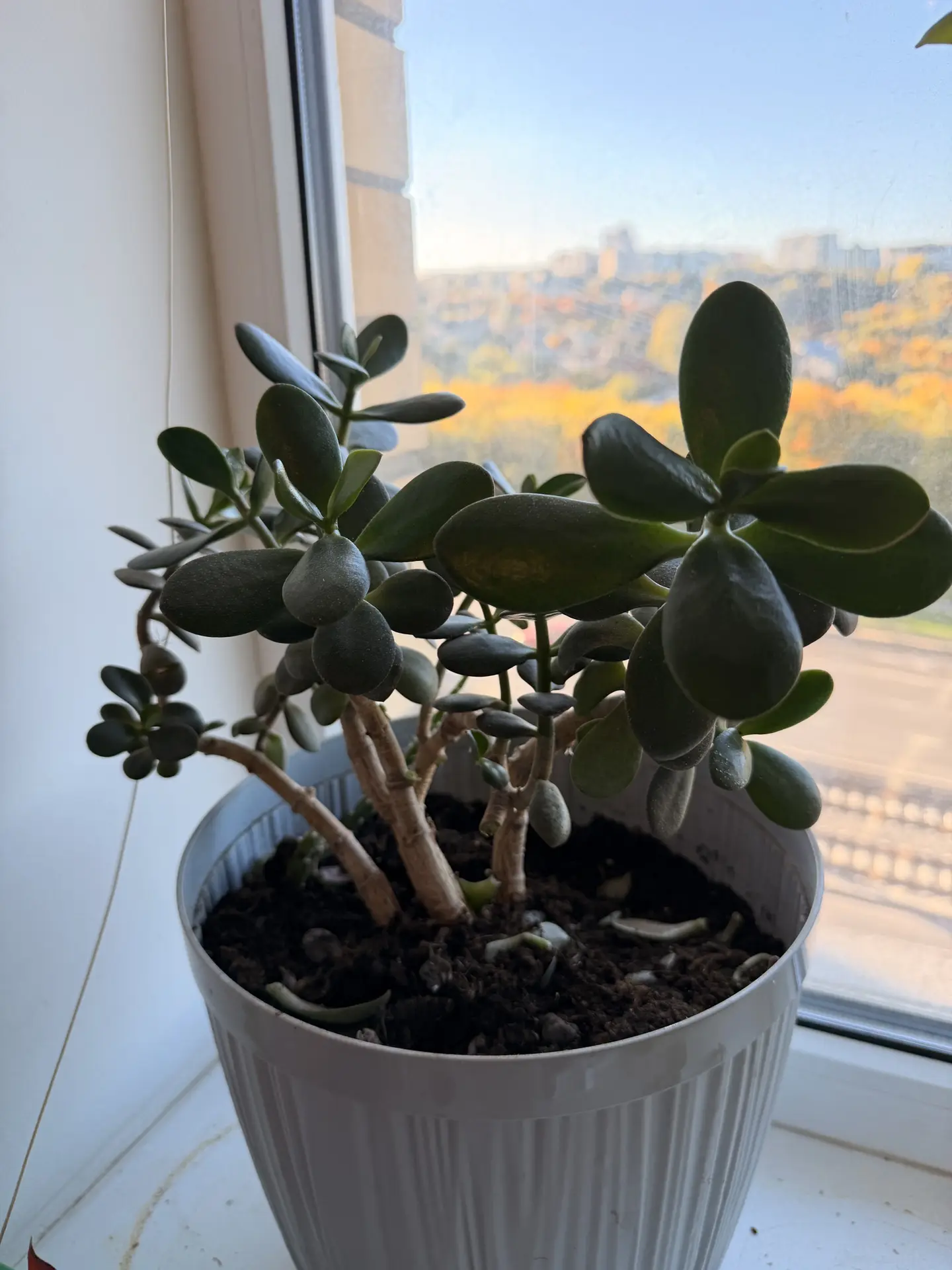 Сегодня по лунному календарю хороший день для пересадки растений 🌿 Я в деле!