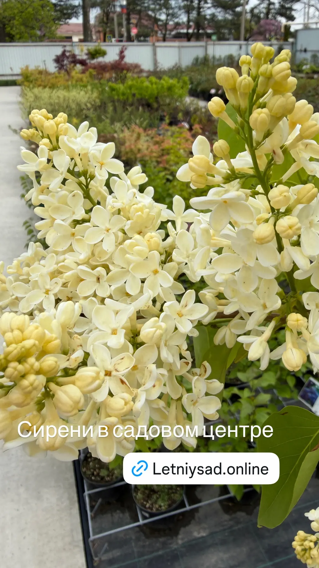 Еще немного секретов сирени💜