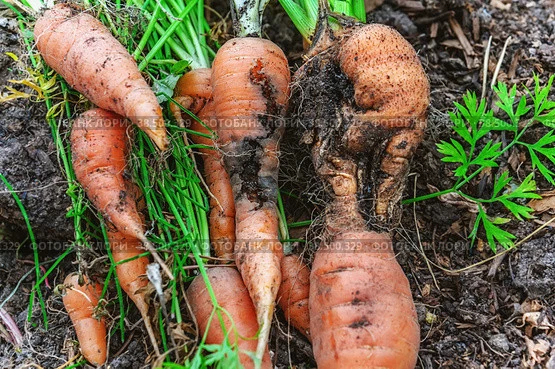 🥕🐛🛡️ ПОДЗЕМНАЯ КАТАСТРОФА: Почему морковь гниет прямо на грядке, как вычислить вреди...