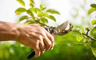 🌳 Начинаем готовить ягодные кустарники к зимовке
