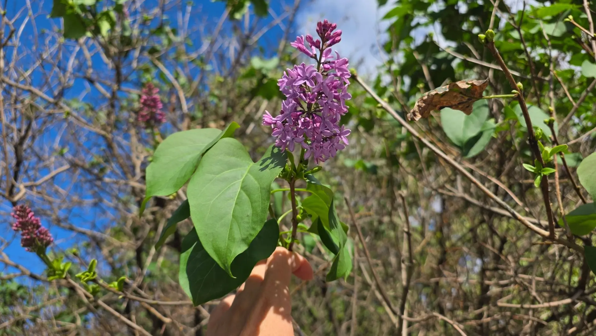 🌸 Сирень зацвела в конце лета