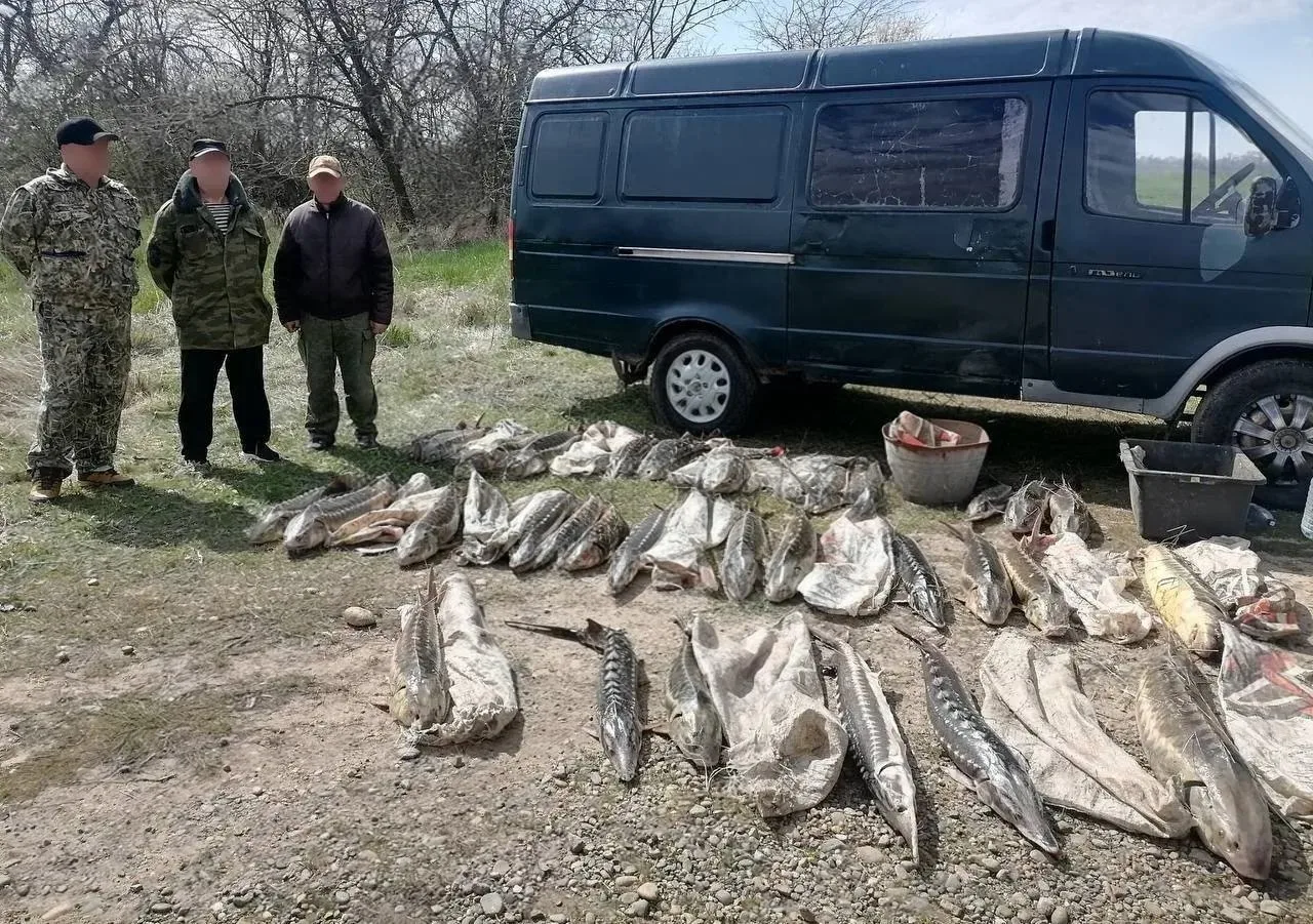 🐟 Шесть жителей Приморско-Ахтарского района получили сроки за незаконный вылов осетровых