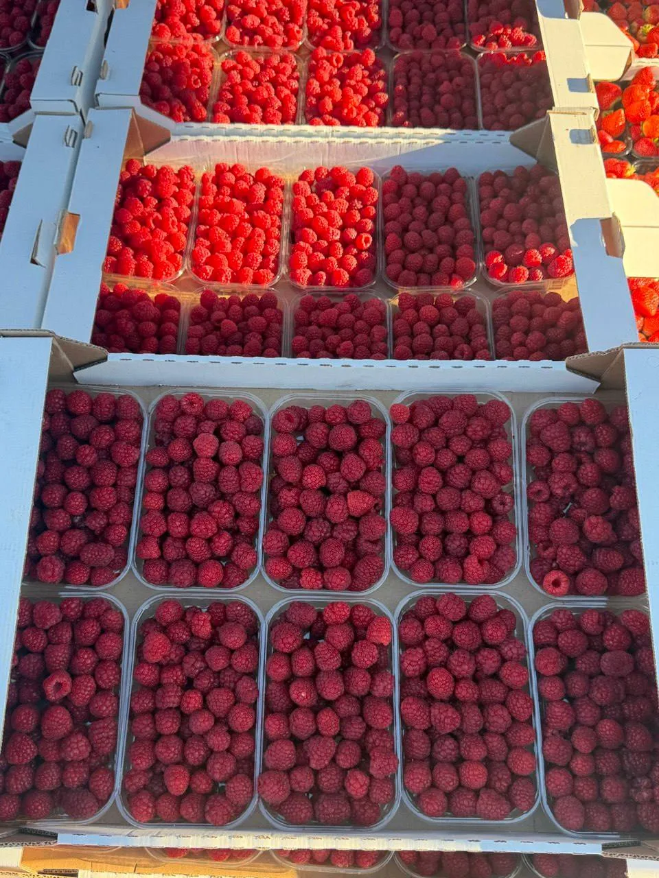 ‼️‼️‼️АКЦИЯ ‼️‼️‼️