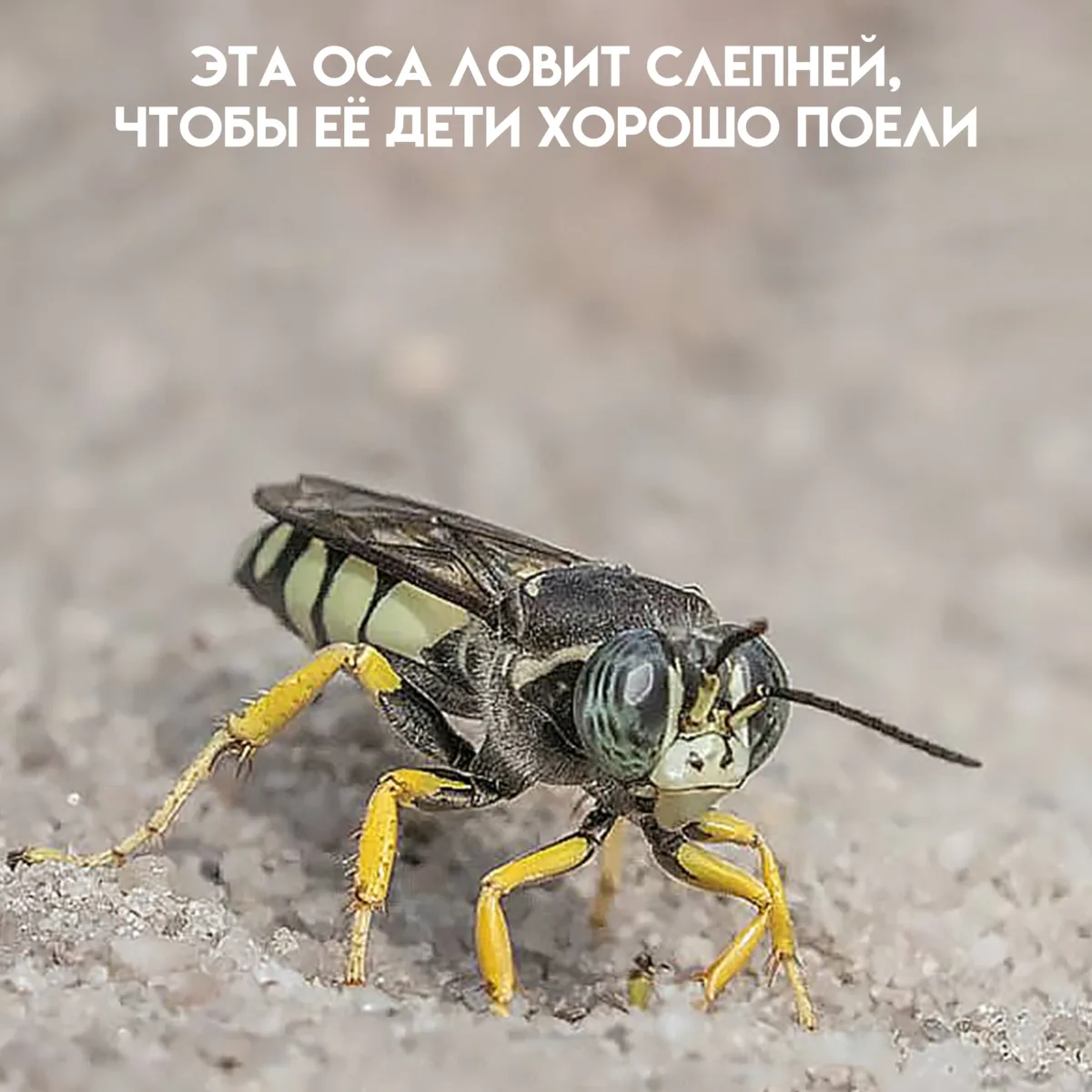Если вас хоть раз кусал слепень, этой осе вы, возможно, будете рады. Она ловит тех самы...