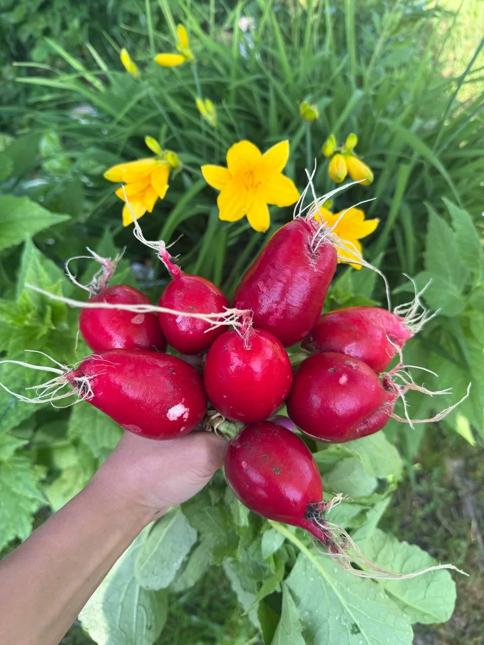 Первый дачный урожай от нашей читательницы  😋