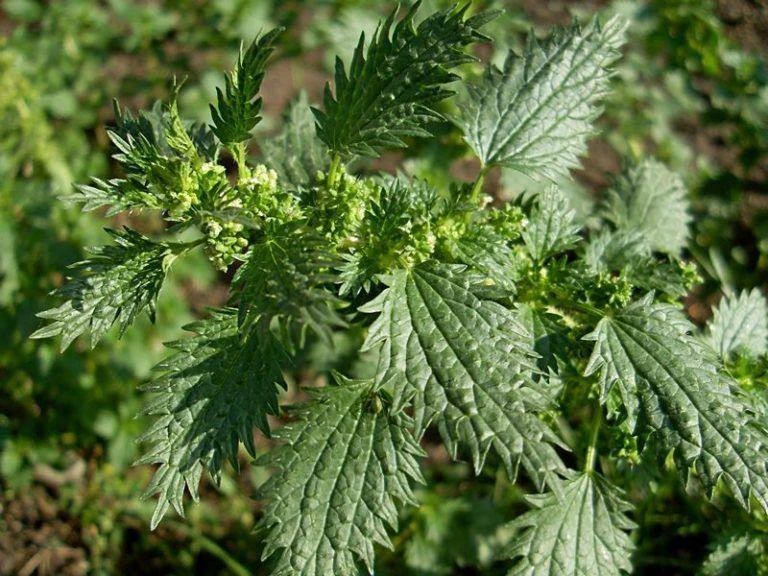 🌿Крапивные семена для общего тонуса

Семена крапивы считались средством для поддержания жизненной с