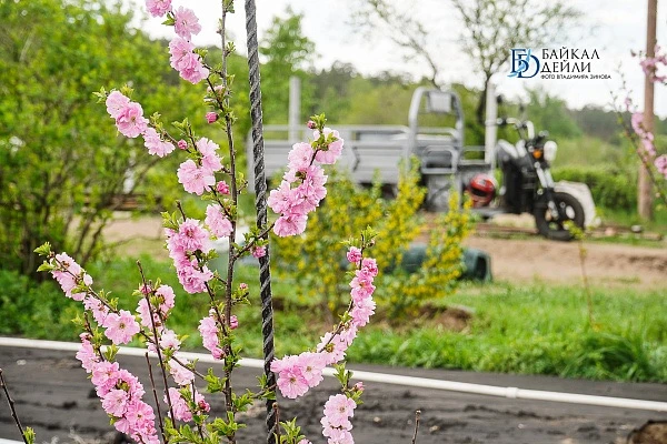 В Улан-Удэ посадят больше «сакуры»🌸