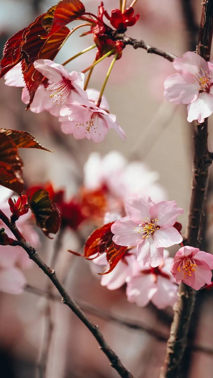 В городе зацвела сакура 😍 🌸  Доброе утро, Южно-Сахалинск! Май радует тёплым началом дня, не смотря н
