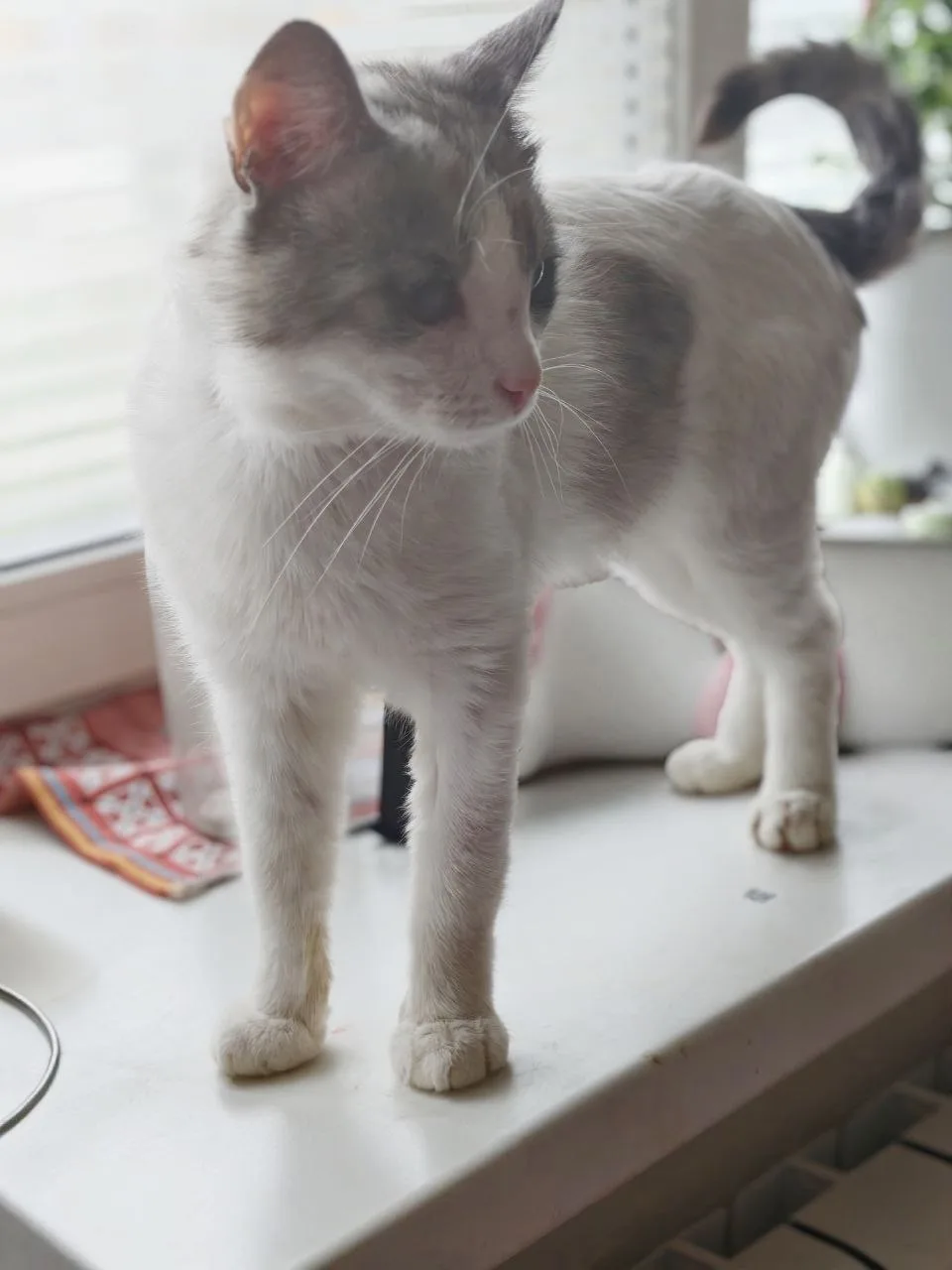Знакомьтесь, это НЕЖИК. И он пришел вас обнимать 🐾
