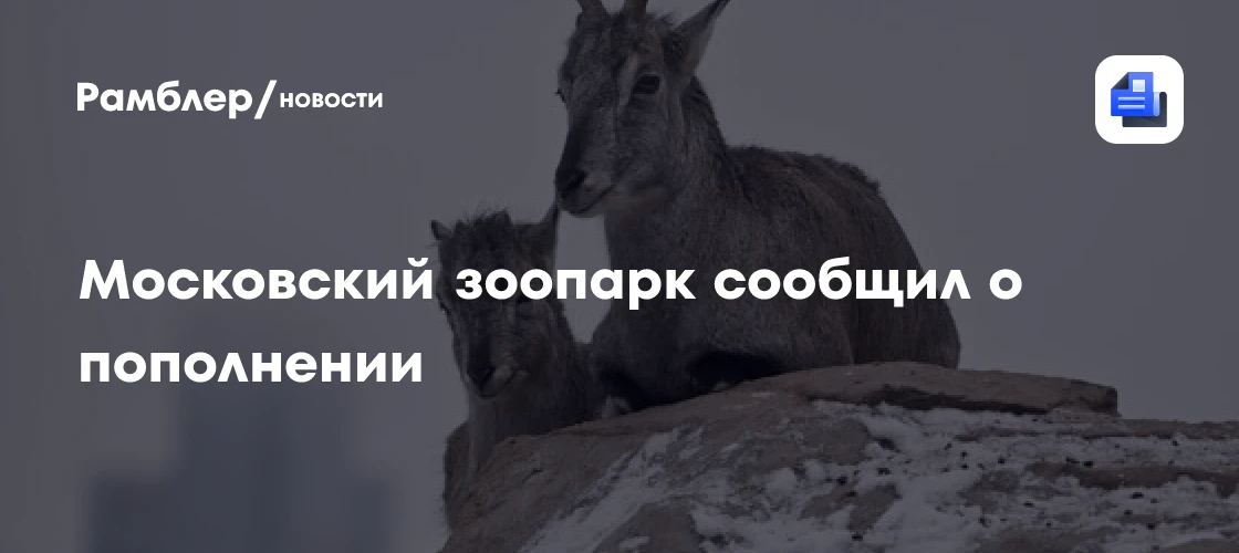 🐑 Пополнение в Московском зоопарке!