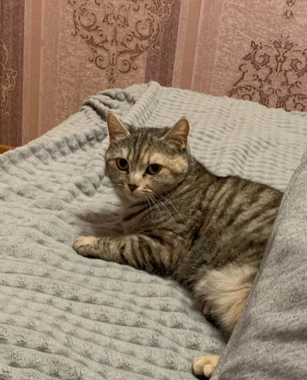 Здравствуйте, потерялась кошка, кличка Ася