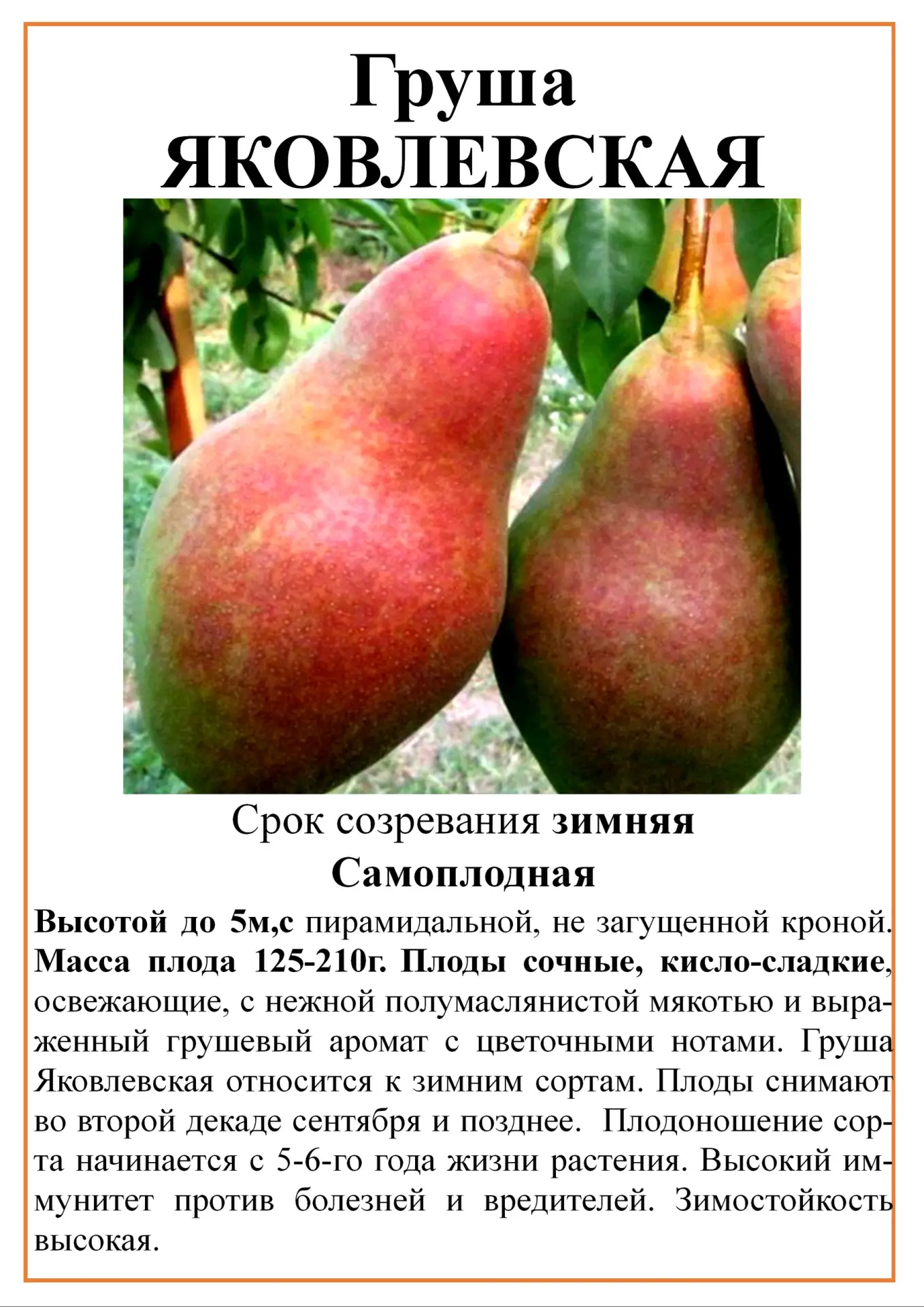 Саженцы ГРУШИ.